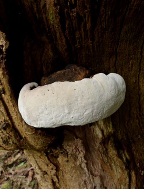  A developing bracket with a wide margin on a dead oak in Sevenoaks, Kent.